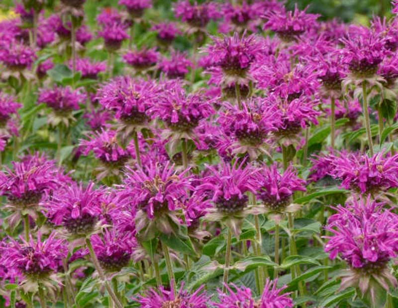 Bee Balm (Monarda 'Purple Rooster')