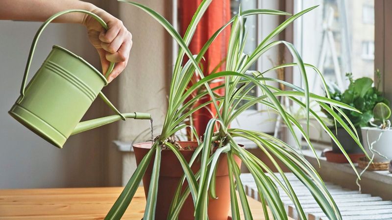 Adjust Your Watering Schedule