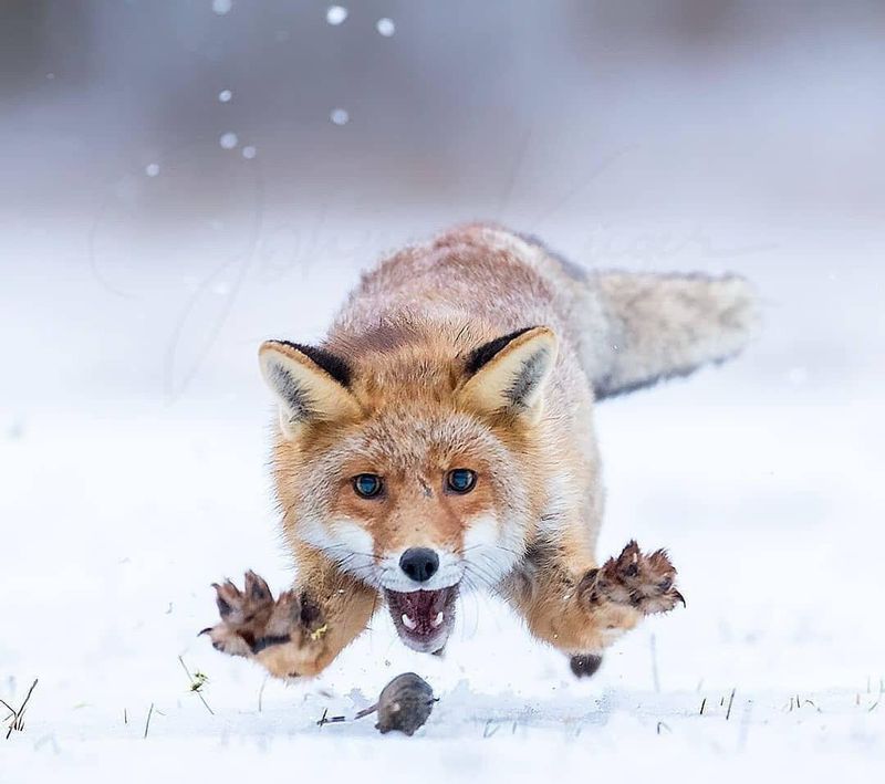 A fox may eat rodents without managing an infestation