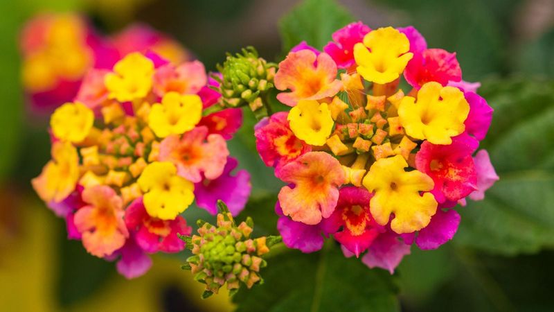 Avoid Overhead Watering