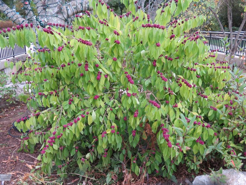 Keep the shrub productive without crowding the edge