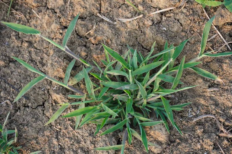 Dormant warm-season turf changes the fall response