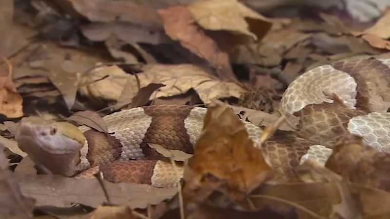 Fall yard work calls for awareness, not panic