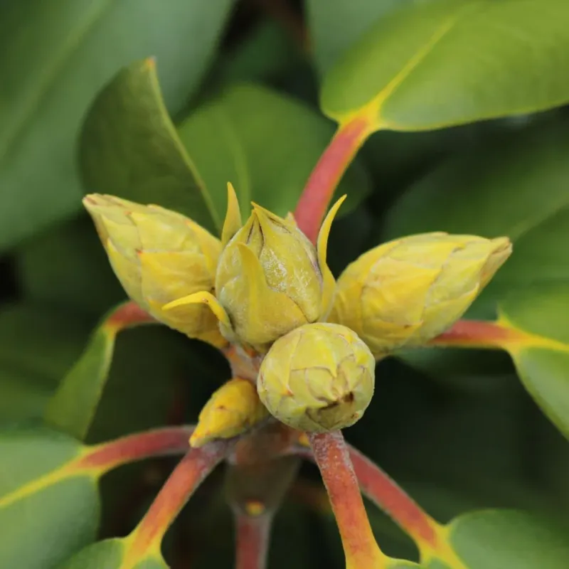 How summer pruning affects spring flowers