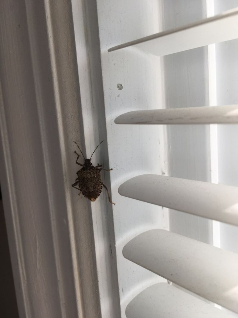 What their presence does—and does not—mean for your home