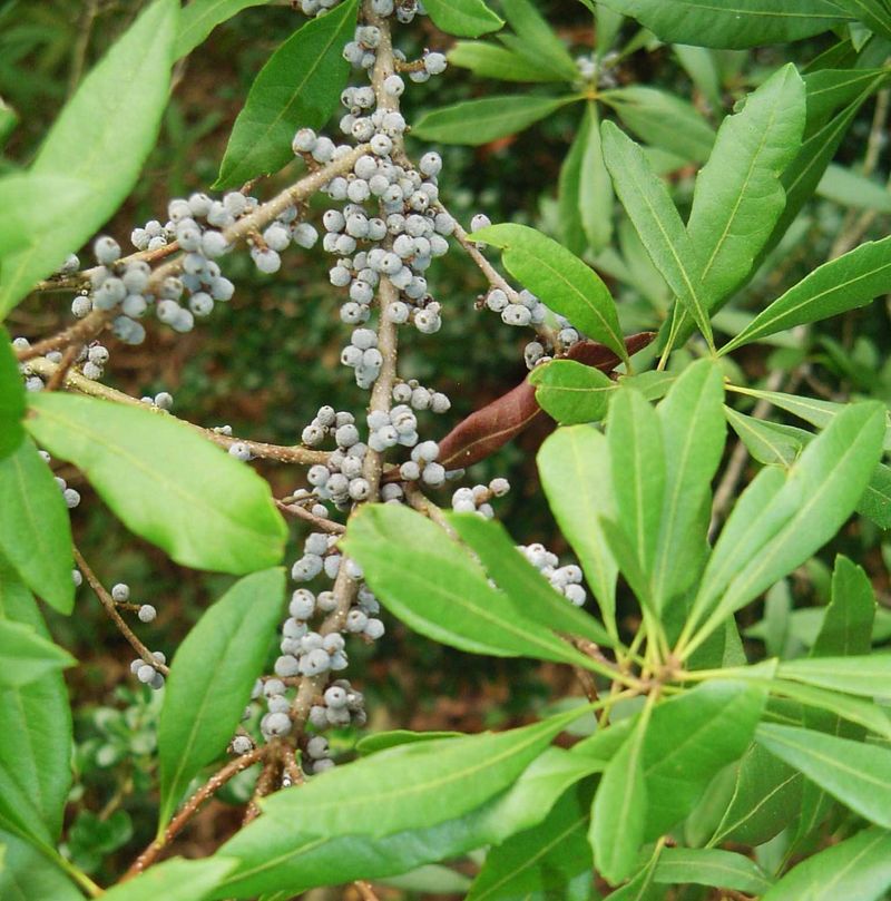 Give birds food and cover across the seasons