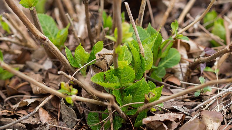 A spring checkup can prevent another avoidable lost bloom
