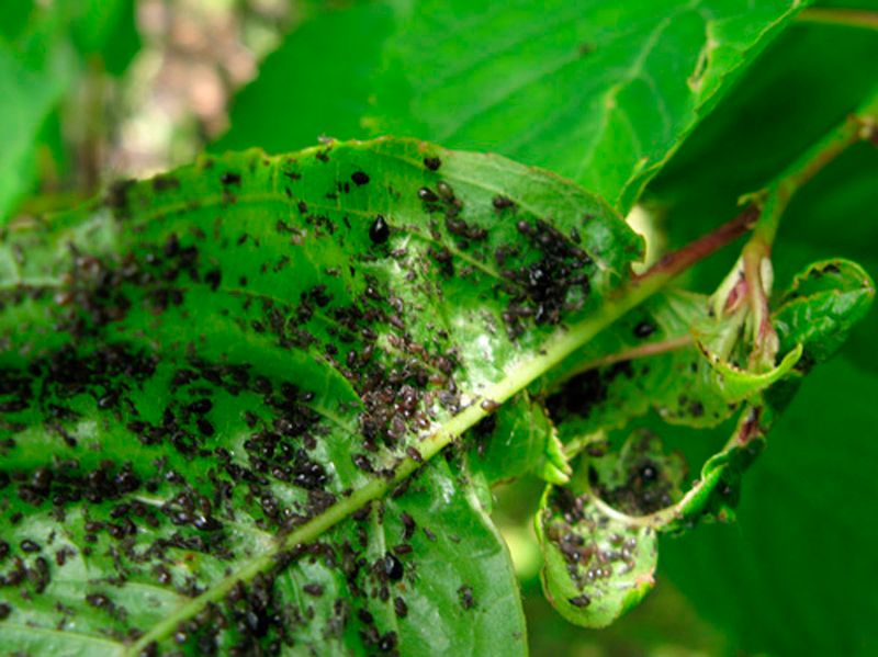 Address Pests or Diseases