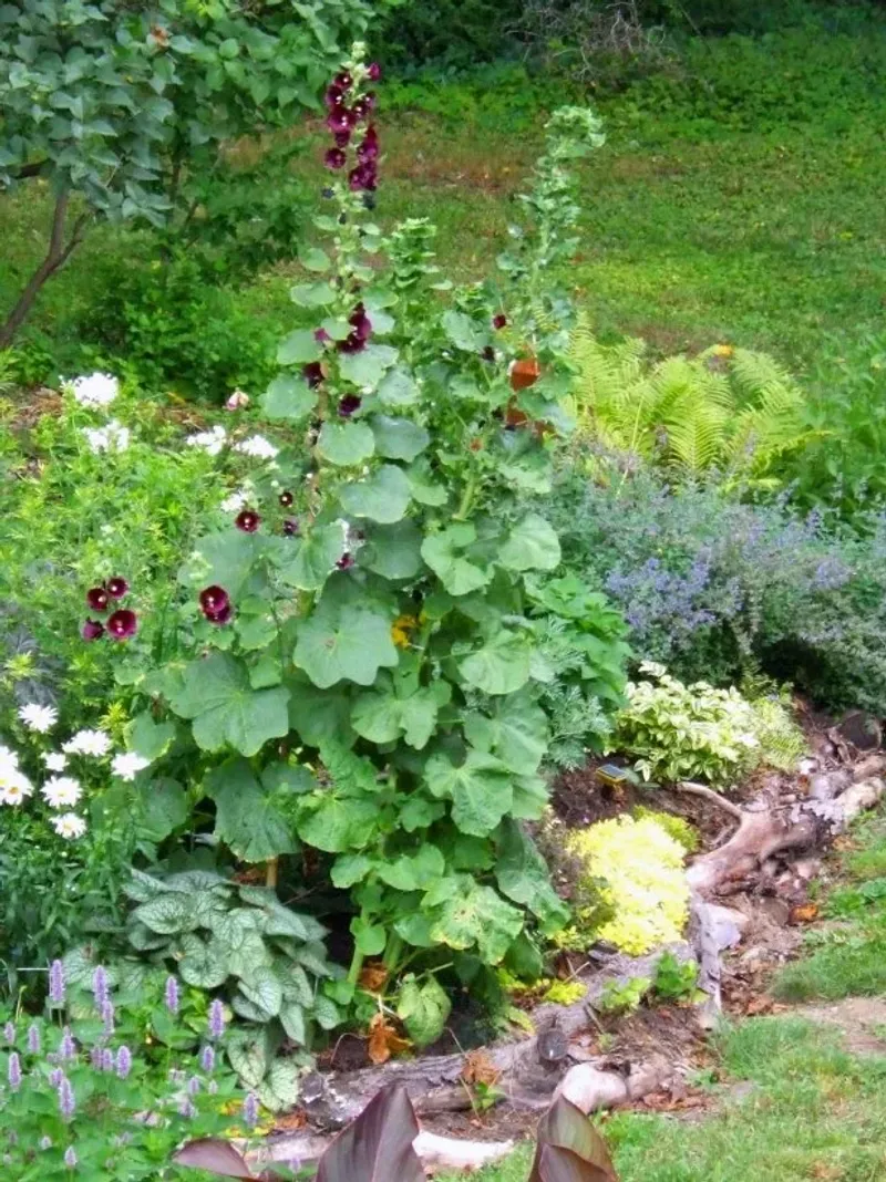 The real secret is consistent basic care—not more fertilizer