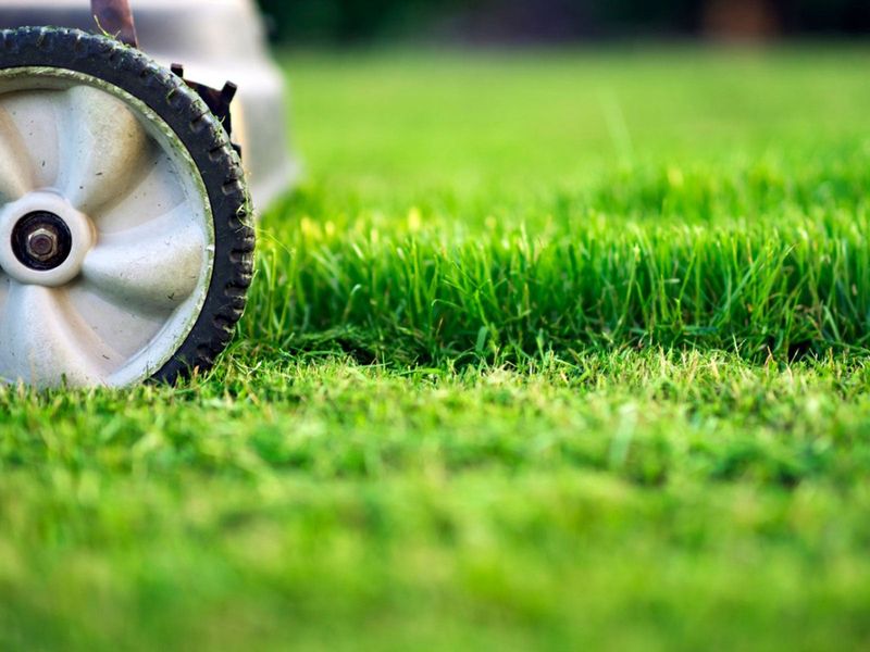 Mowing Too Short in the Heat