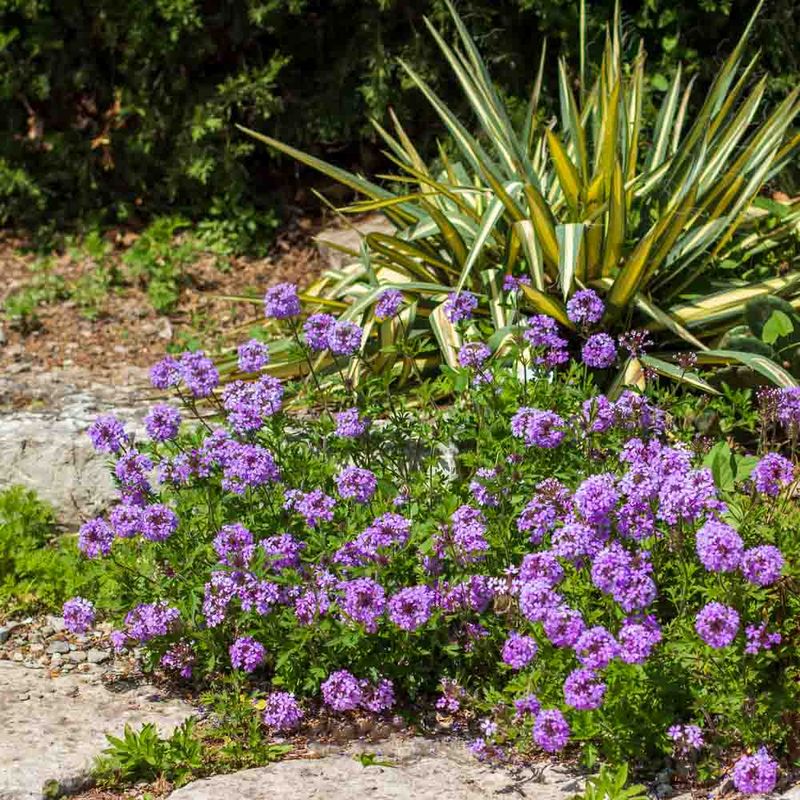 Its long flowering season can extend seasonal color