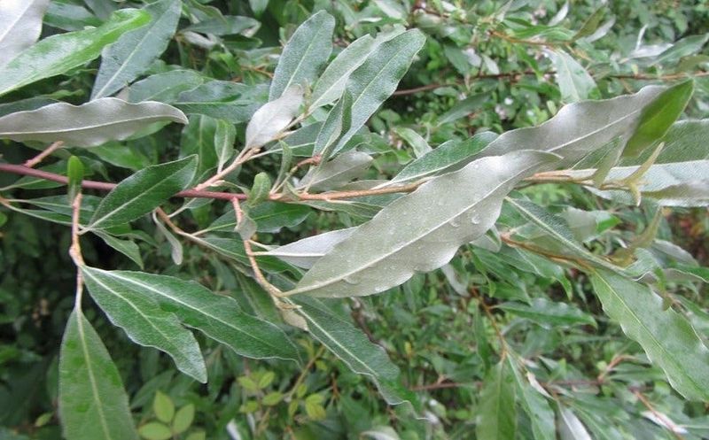 Autumn Olive