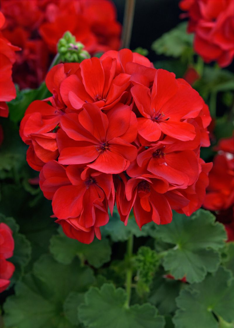 Geraniums