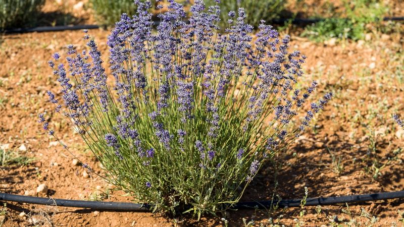 Water Mature Plants Sparingly