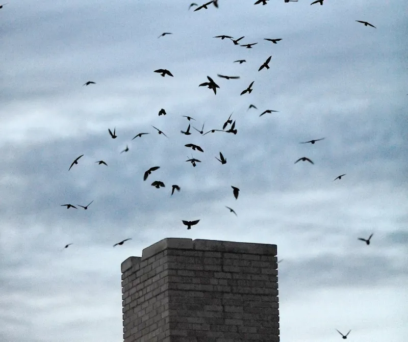 Plan any permanent closure after the birds leave