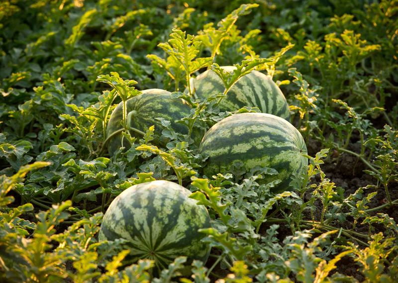 Plan on two or three good full-size melons