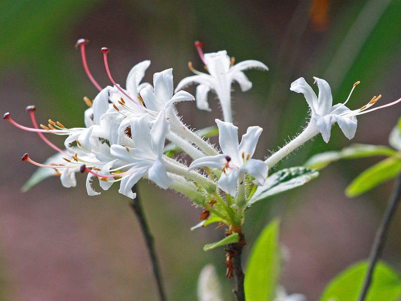 Swamp Azalea (Rhododendron viscosum)