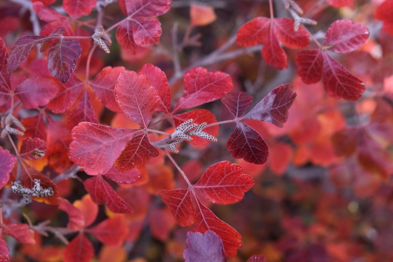 Fragrant Sumac (Rhus aromatica)