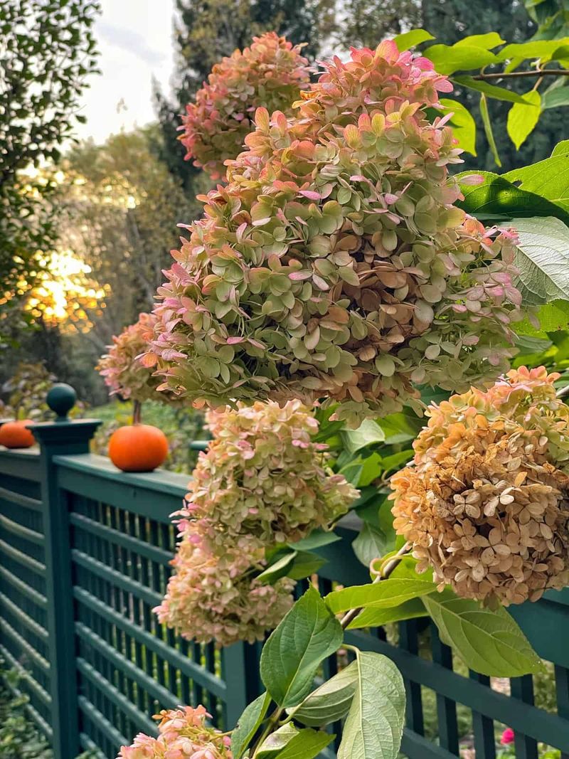 Fading hydrangeas are not necessarily failing