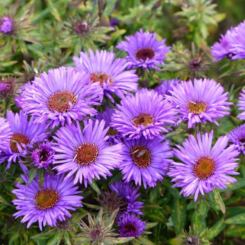 Asters