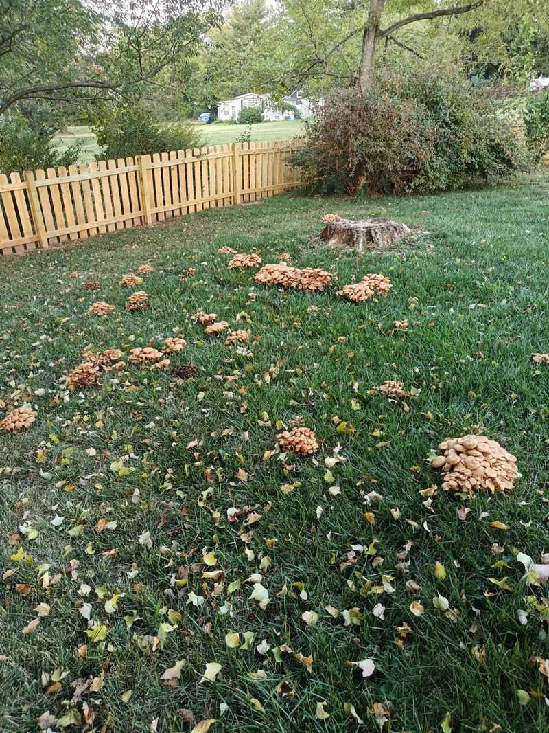 A mushroom patch may mark buried food