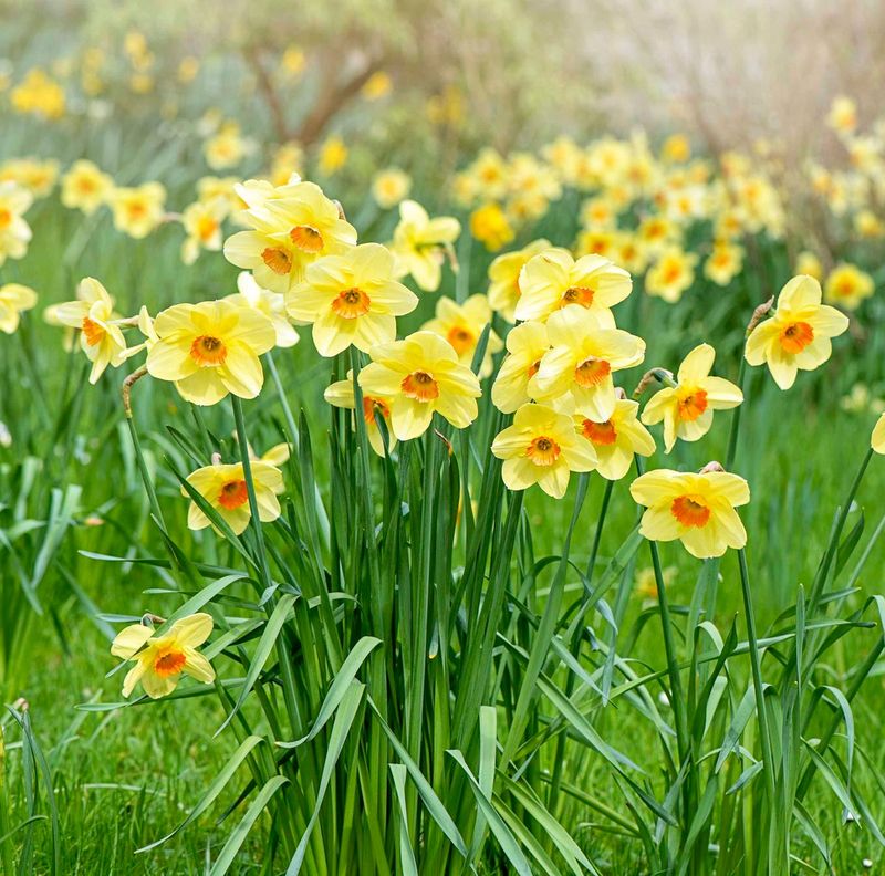 Daffodils