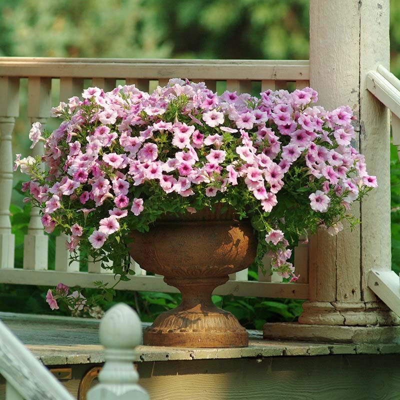 Spreading Petunias