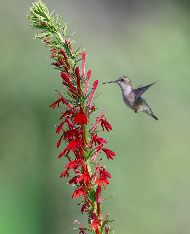 Cardinal Flower (Lobelia cardinalis)