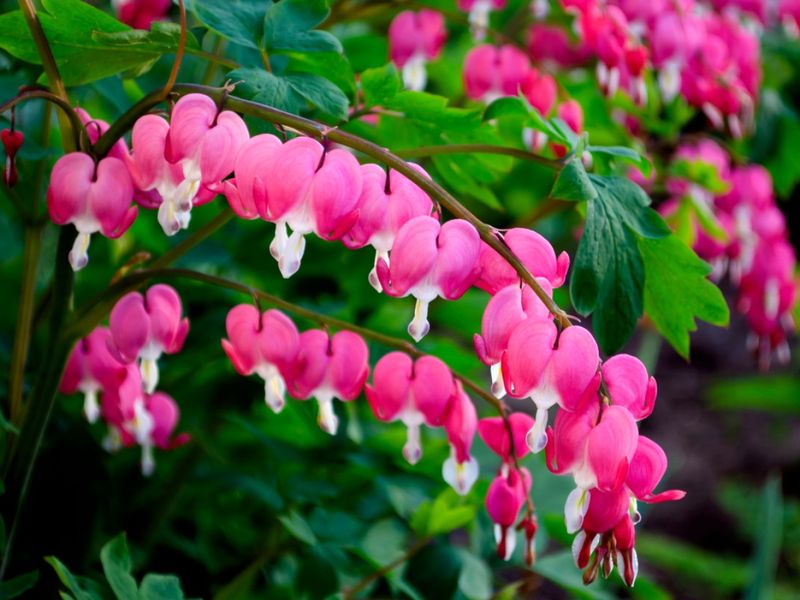 Bleeding Heart (Dicentra)