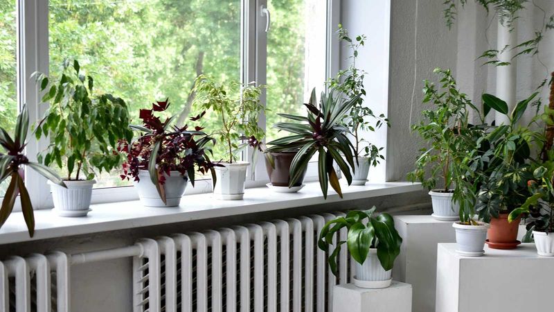 Could the heat vent be stressing the foliage?
