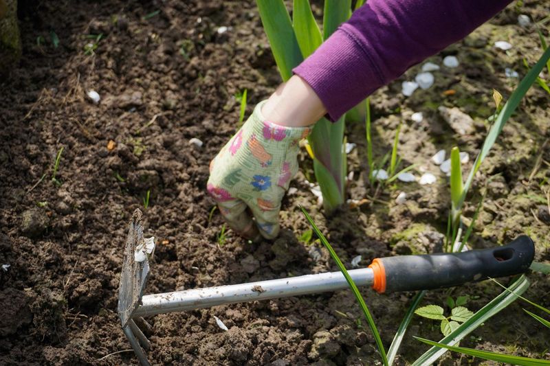 Manual Weeding and Hoeing