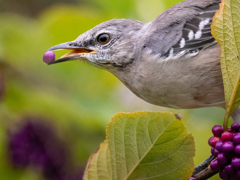 A Vital Food Source for Birds