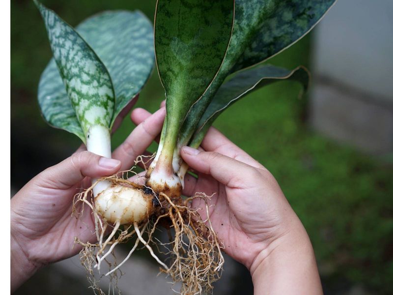 Inspect the roots when wet conditions point to rot