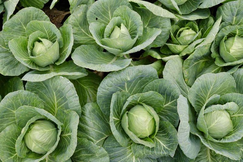 Cabbage and Broccoli