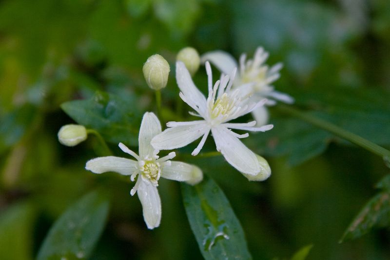 Japanese Clematis (Clematis apiifolia)