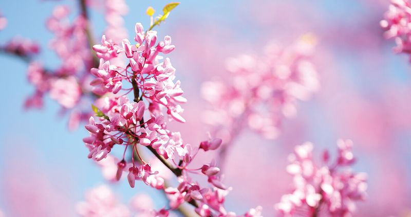Eastern Redbud (Cercis canadensis)