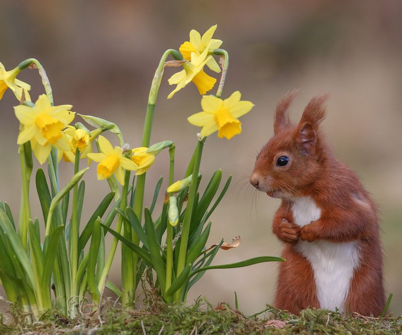 Daffodils