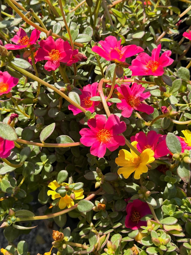 Portulaca (Moss Rose)