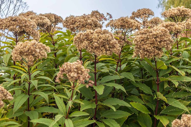 Joe Pye Weed