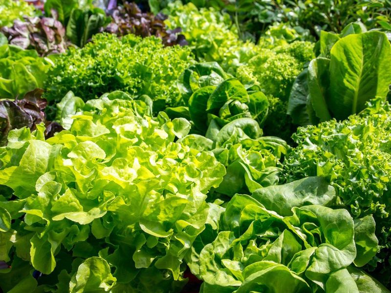 Sow Fast Leafy Greens