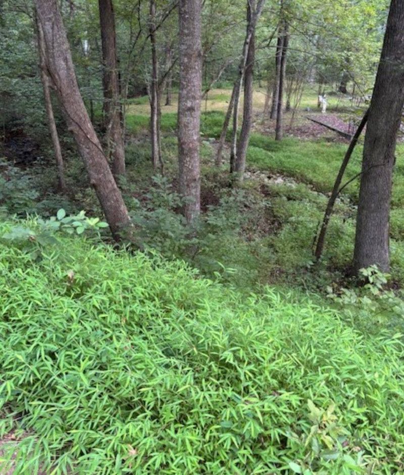 Look for spreading stems and patches at yard edges