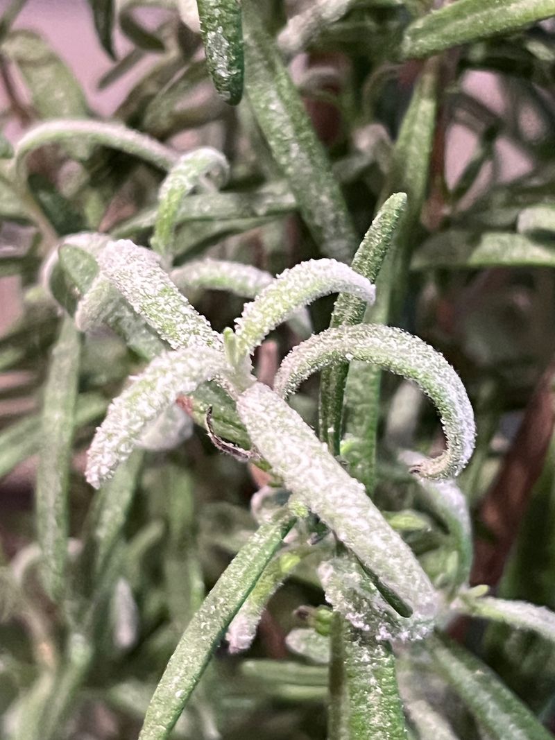 Know Why Your Rosemary Is at Risk