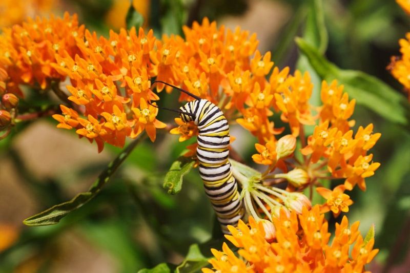 Its Flowers Add Habitat, Not a Wildlife Guarantee