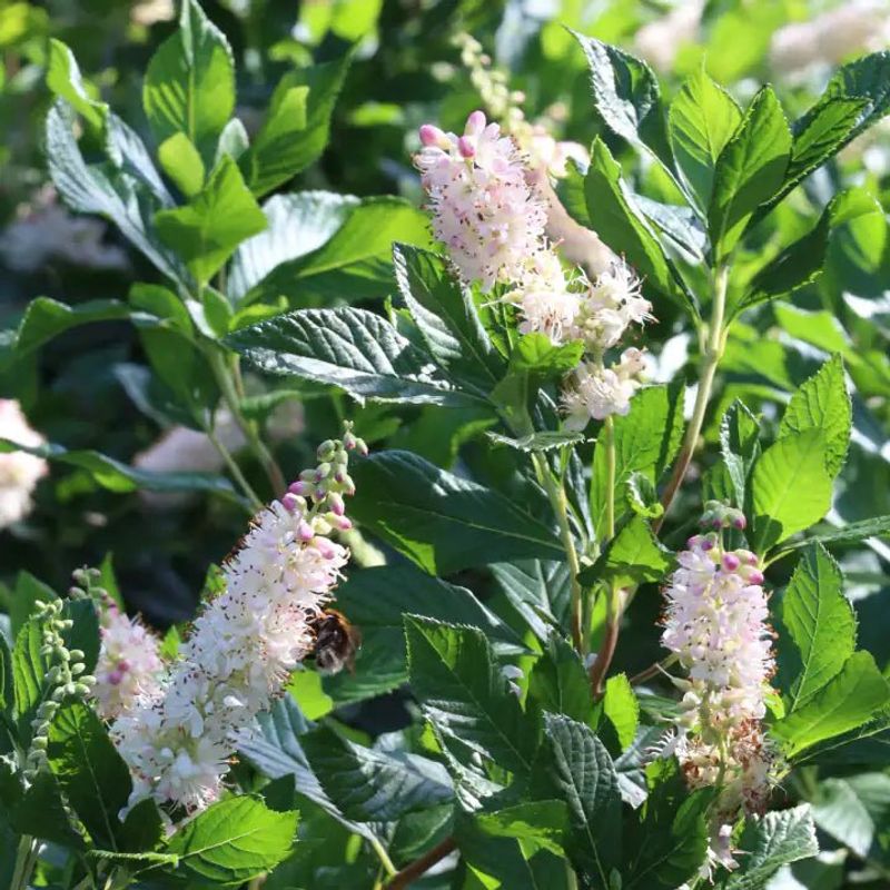 Sweet Pepperbush / Summersweet (Clethra alnifolia)