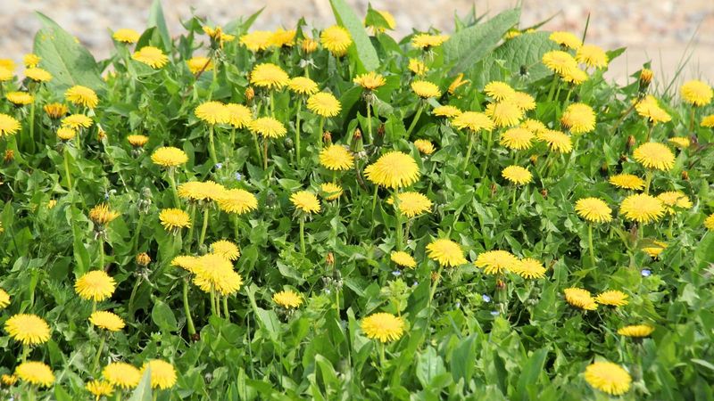 Certain Weeds Are Present