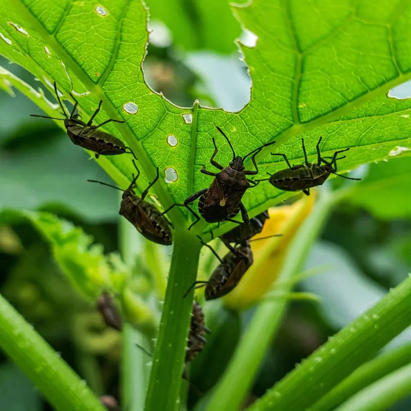 Pest Pressure