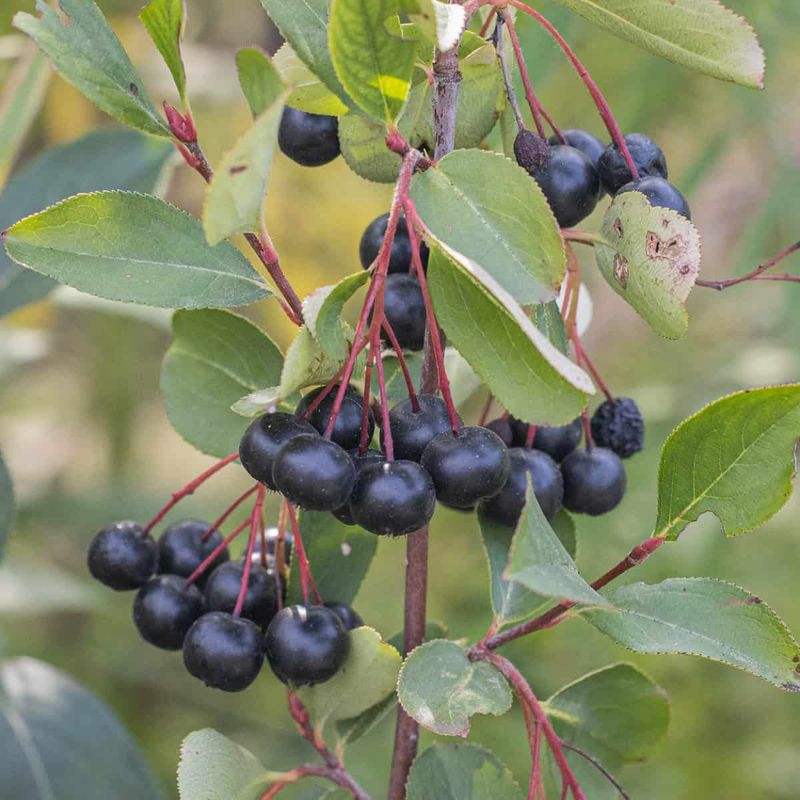 Black Chokeberry