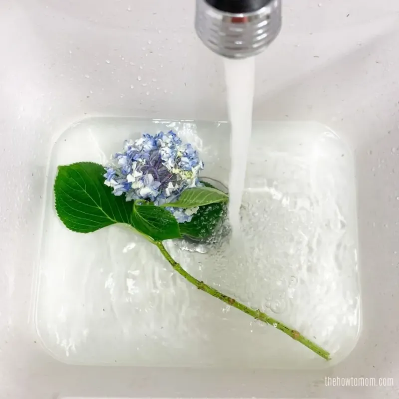 Revive Wilted Cut Hydrangeas