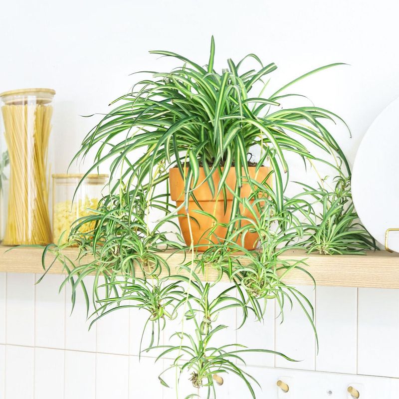 Why a passive pot is not a room filter
