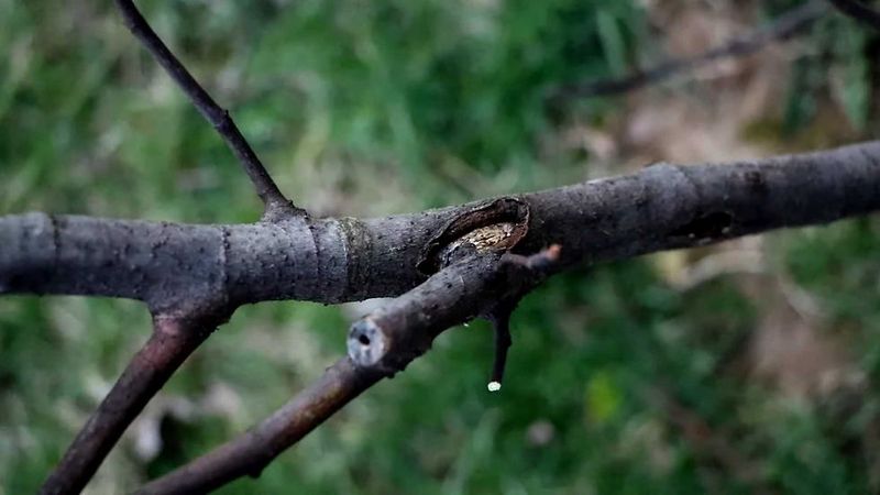 Check for living wood before you prune